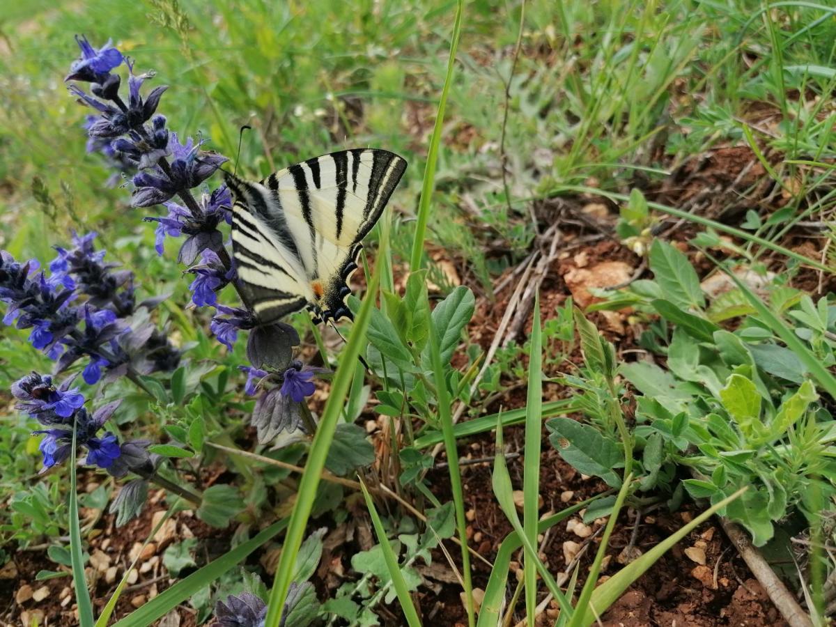 Ferienresidenz Lavandula Nova Vas  Luaran gambar
